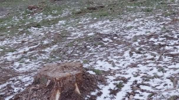 Промисловий Лісозаготівля Призводить Деградації Навколишнього Середовища Концепція Пошкодження Екології Збереження — стокове відео