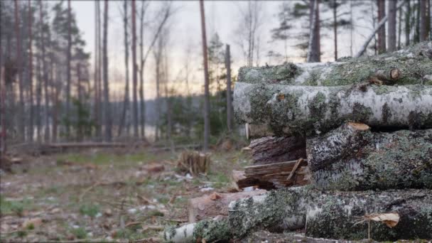 Industriële Houtkap Leidt Tot Aantasting Van Het Milieu Ecologische Schade — Stockvideo