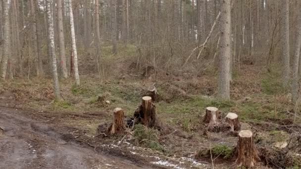 Industrieller Holzeinschlag Der Zur Umweltzerstörung Führt Ökologisches Schadenskonzept Umweltschutz Panoramaaufnahme — Stockvideo