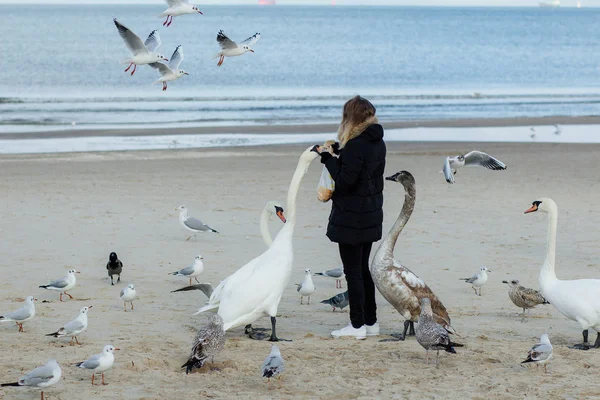 Chica Alimenta Los Pájaros Mar — Foto de Stock