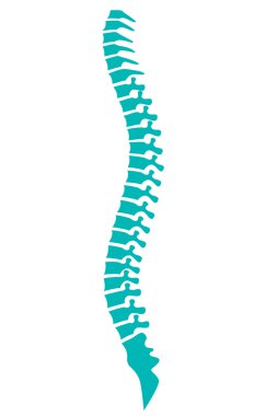 human spine icon clipart