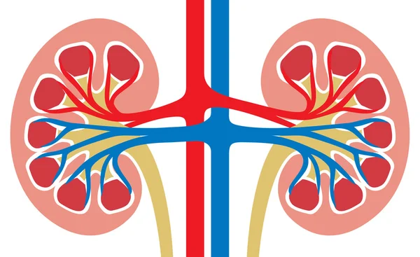 Sección transversal de los riñones humanos — Vector de stock