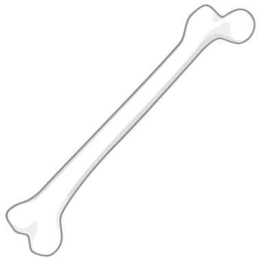 Şu sıkı (femur) kemik vektör çizim