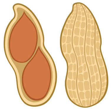Fıstık kabuğu vektör çizim içinde 