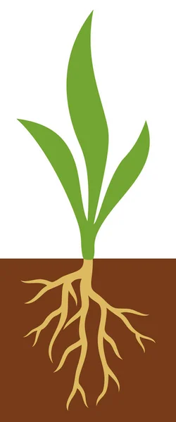 Planten met wortels vectorillustratie — Stockvector