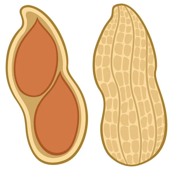 땅콩 껍질 벡터 일러스트 레이 션에 — 스톡 벡터