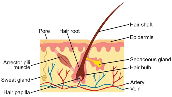 头发和人体皮肤解剖图 — 图库矢量图片