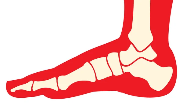 Anatomia do pé humano (esqueleto, ossos ) — Vetor de Stock