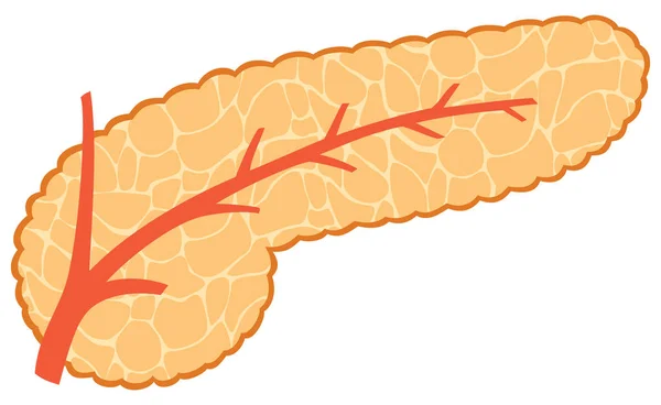 Ilustración vectorial del páncreas — Archivo Imágenes Vectoriales