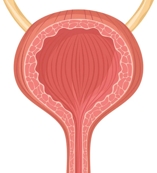 Human bladder vector illustration — Stock Illustration Human bladder vector illustration Royalty Free Stock Vectors