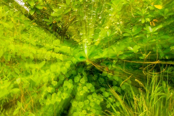 Floresta de fadas verde — Fotografia de Stock