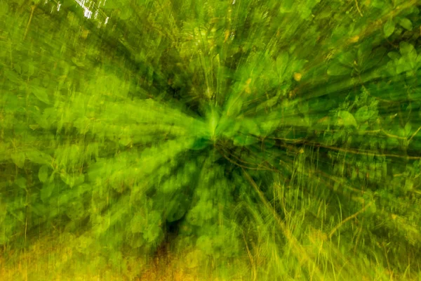 Green fairy forest — Stock Photo, Image