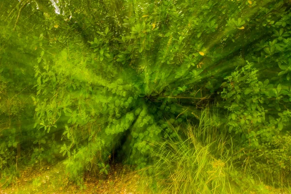 Зеленый волшебный лес — стоковое фото