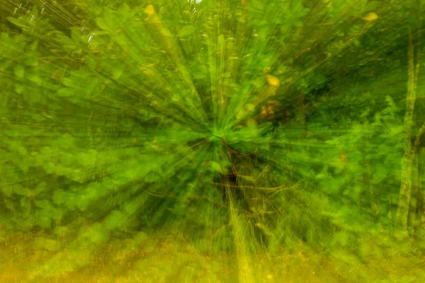 녹색 요정 숲 — 스톡 사진
