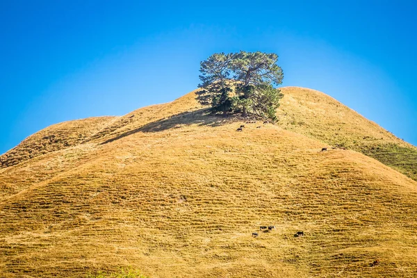 노란 잔디 언덕에 혼자 나무 — 스톡 사진