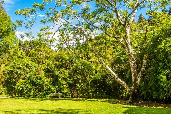 Prachtig groen park — Stockfoto