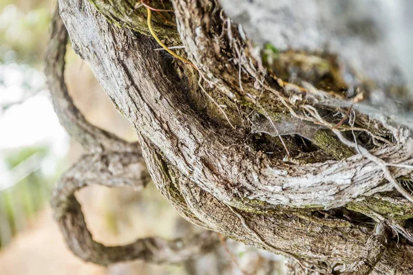 Old tree branch — Stock Photo, Image