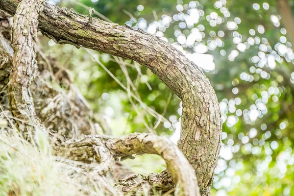 Rama de árbol viejo — Foto de Stock