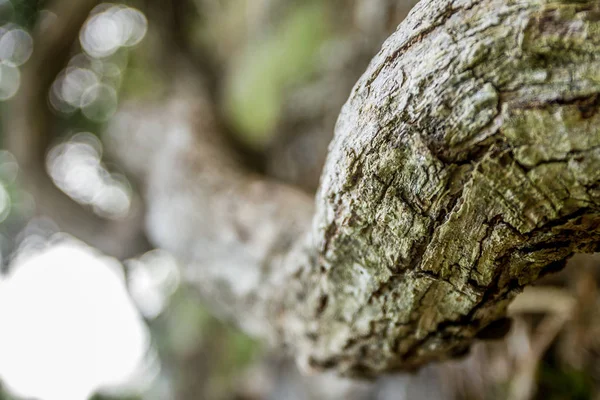 Vecchio ramo d'albero — Foto Stock