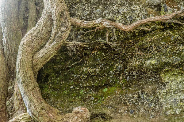 Rama de árbol viejo — Foto de Stock
