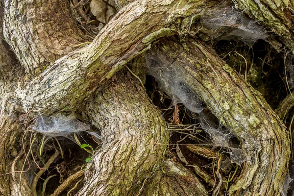 Rama de árbol viejo — Foto de Stock