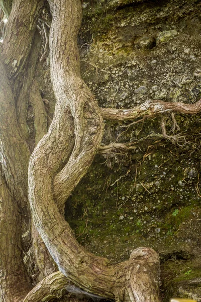 Rama de árbol viejo —  Fotos de Stock
