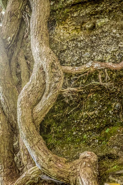 Rama de árbol viejo — Foto de Stock