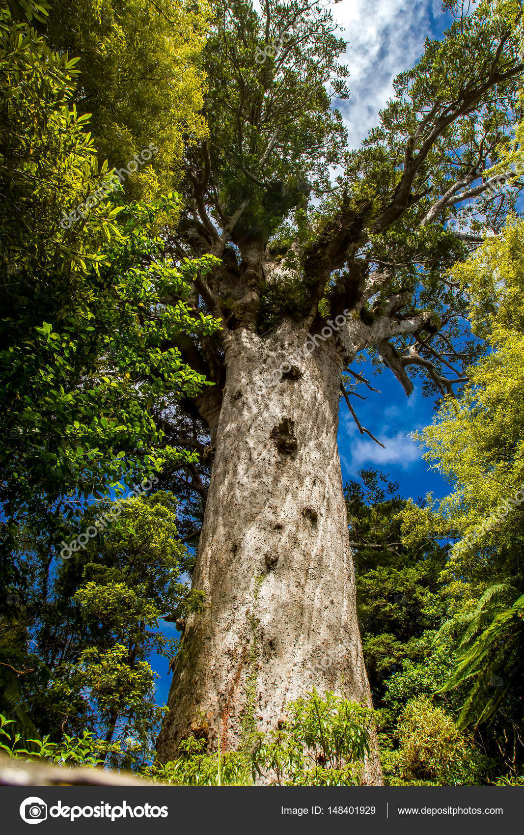 Kauri trees at the North Island Stock Photo by ©volare2004 148401929
