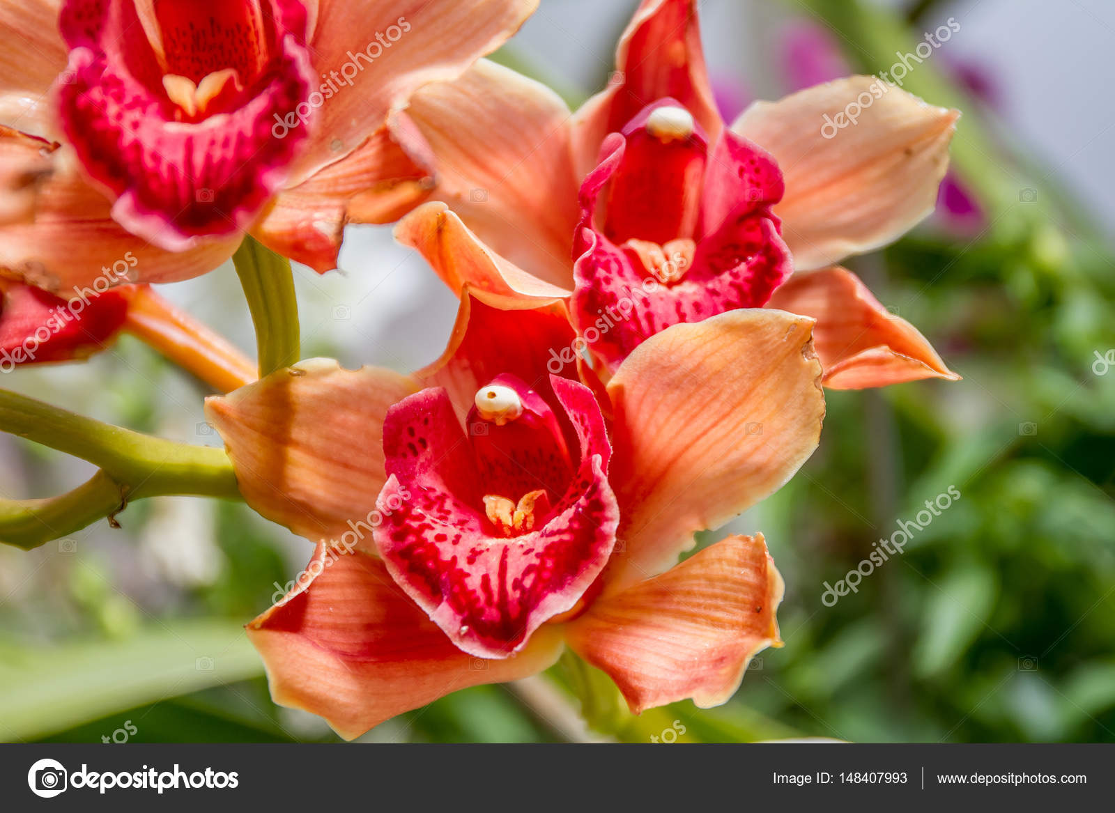 Beautiful Orchid Flowers Images Best Flower Site