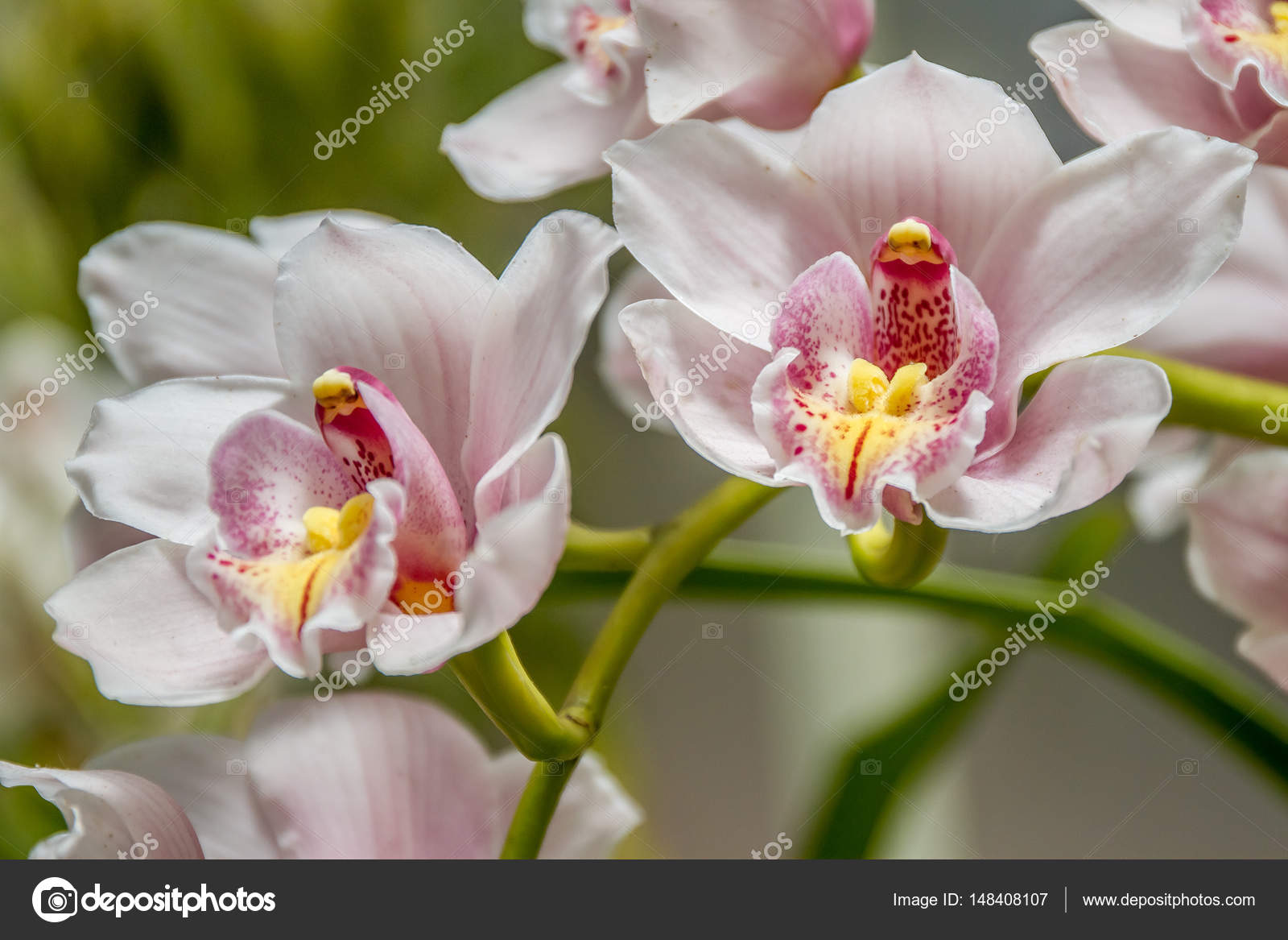 60 243 Amazing Flowers Stock Photos Images Download Amazing Flowers Pictures On Depositphotos