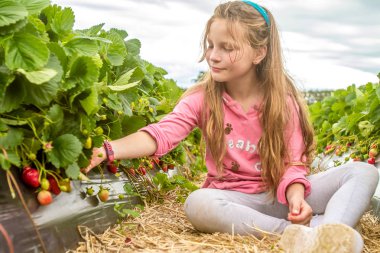 malzeme çekme ve topladıklarıçilekleri mutlu bir genç çocuk kız