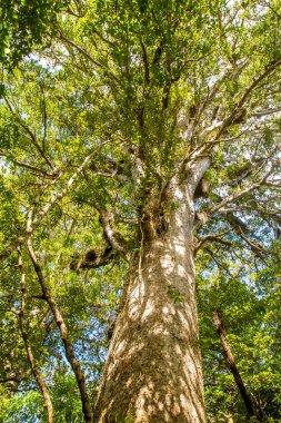Kuzey Adası'nda kauri ağaçlar