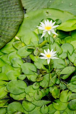 Nilüfer, su çiçeği