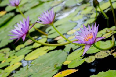 Nilüfer, su çiçeği