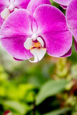 güzel orkide çiçekler  