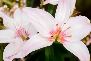 Lily çiçekler doğal zemin üzerine