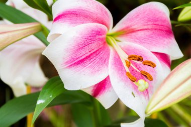 Lily çiçekler doğal zemin üzerine