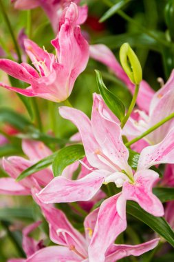 Lily çiçekler doğal zemin üzerine