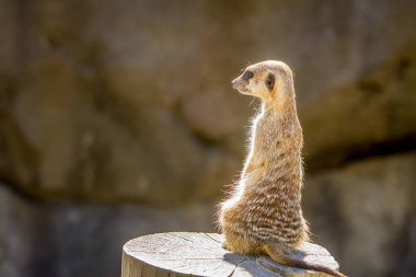 Hayvanat Bahçesi şirin çöl faresi