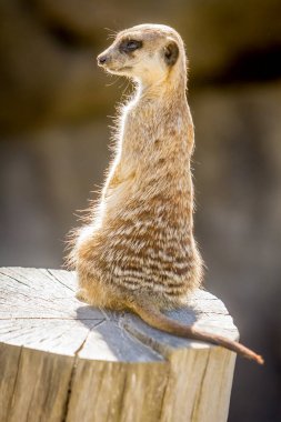 Dikkatli meerkat ayakta 