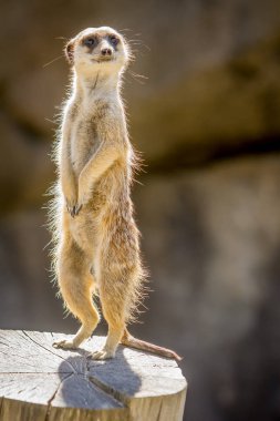 Dikkatli meerkat ayakta 