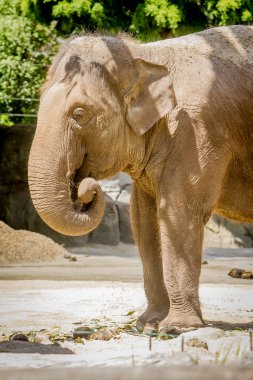 Hayvanat Bahçesi Asya fili