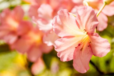 Güzel bahçe çiçekleri,