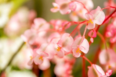 Güzel bahçe çiçekleri,