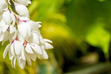 Güzel bahçe çiçekleri,