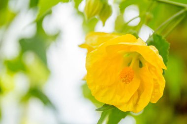 Güzel bahçe çiçekleri,