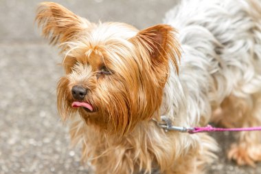 Yorkshire Terrier köpeği.