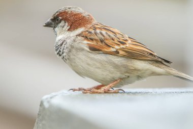 House serçe sınırında