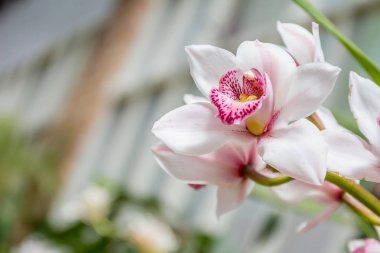 güzel orkide çiçekler