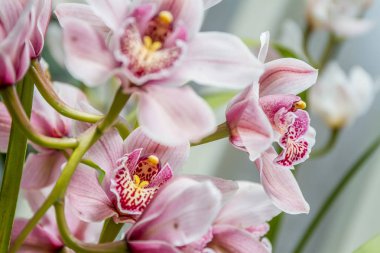 güzel orkide çiçekler